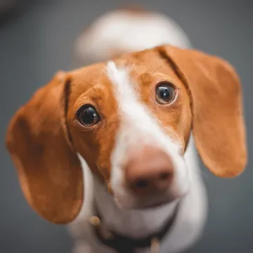 Rusty